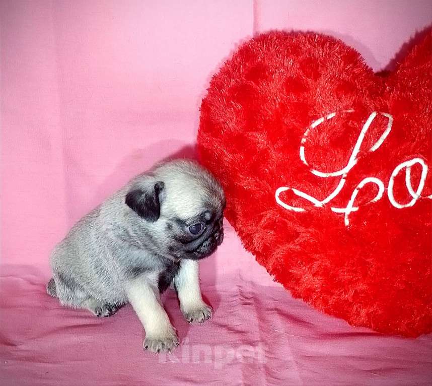 Собаки в Челябинске: Щенки мопсики Мальчик, 40 000 руб. - фото 7