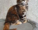 Кошки в Ливны: Котята мейн-кун, 20 000 руб. - фото 8