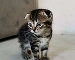 Кошки в Краснодаре: Котята в добрые руки, Бесплатно - фото 4