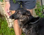 Собаки в Санкт-Петербурге: Ищет дом собака утонченной красоты Девочка, Бесплатно - фото 4