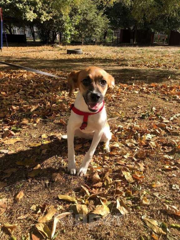 Собаки в Санкт-Петербурге: Маленькая хрупкая собачка, 9 кг Девочка, Бесплатно - фото 6