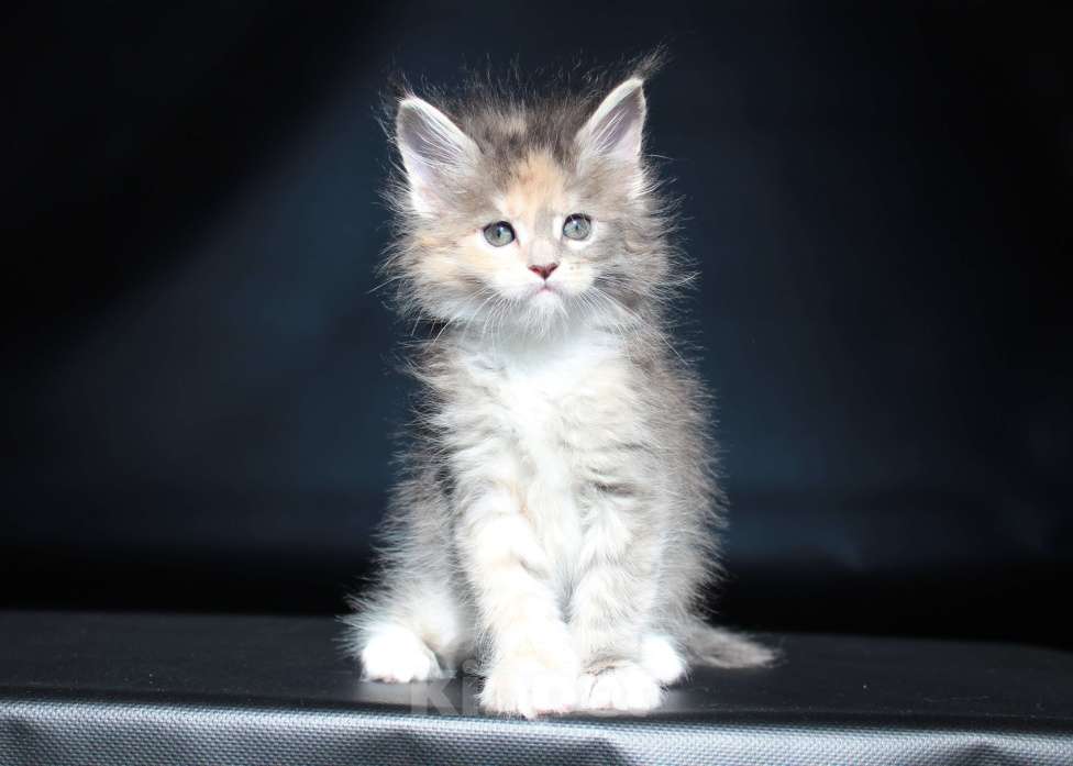 Кошки в Екатеринбурге: Дарьяна Кошка Девочка, 35 000 руб. - фото 1