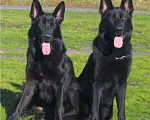 Собаки в Севастополе: Щенки немецкой овчарки черного окраса от черной пары Мальчик, 20 000 руб. - фото 2