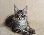 Кошки в Тюмени: Котята мейн-кун с документами Мальчик, 25 000 руб. - фото 8