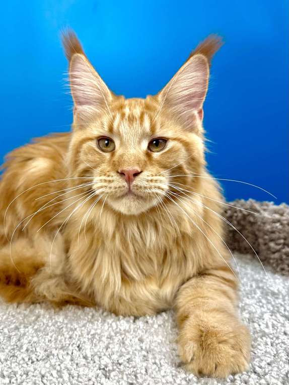 Кошки в Дедовске: Шикарный красный мальчик  Мальчик, 60 000 руб. - фото 7