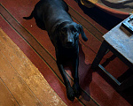 Собаки в Сергиеве Посаде: Отдадим в добрые ручки Девочка, Бесплатно - фото 1