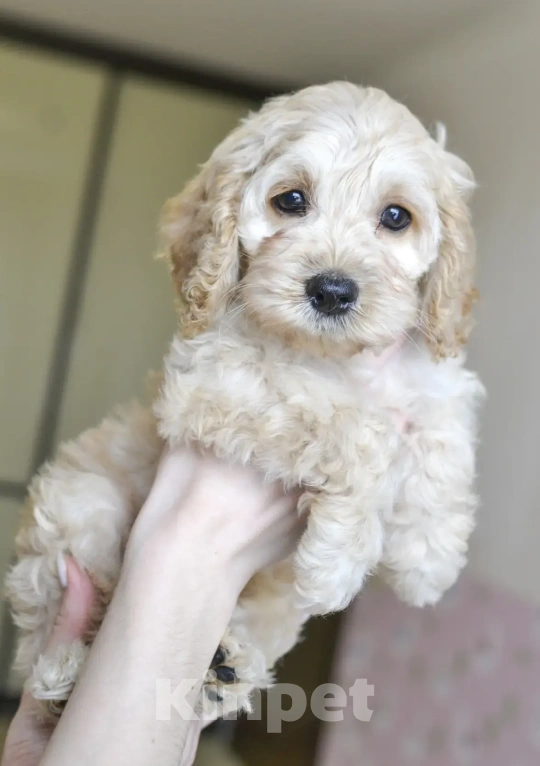 Собаки в Челябинске: Кокапу щенок Мальчик, Бесплатно - фото 1