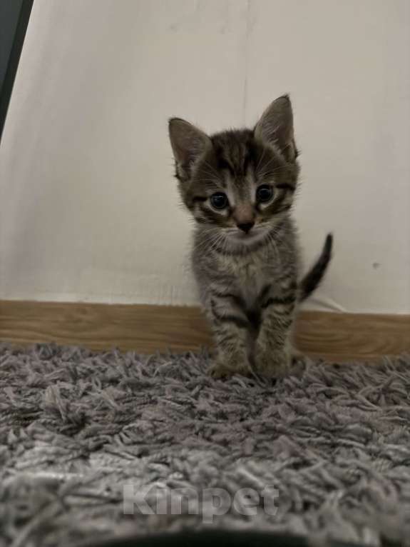 Кошки в Москве: Котенок Мальчик, Бесплатно - фото 1