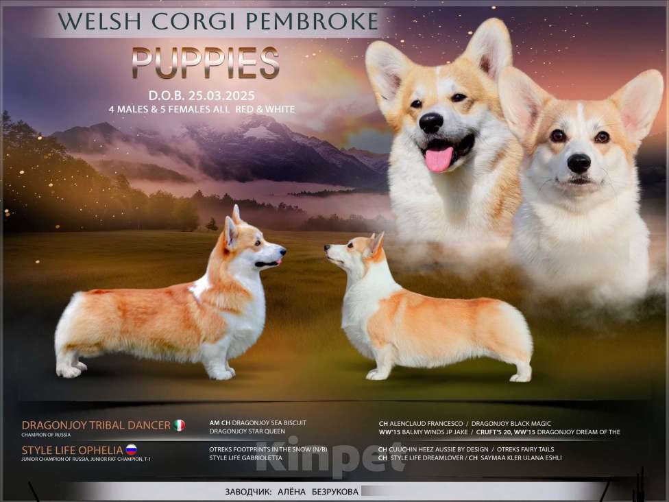 Собаки в Кирове: Вельш Корги Пеброк щенок Девочка, 80 000 руб. - фото 2