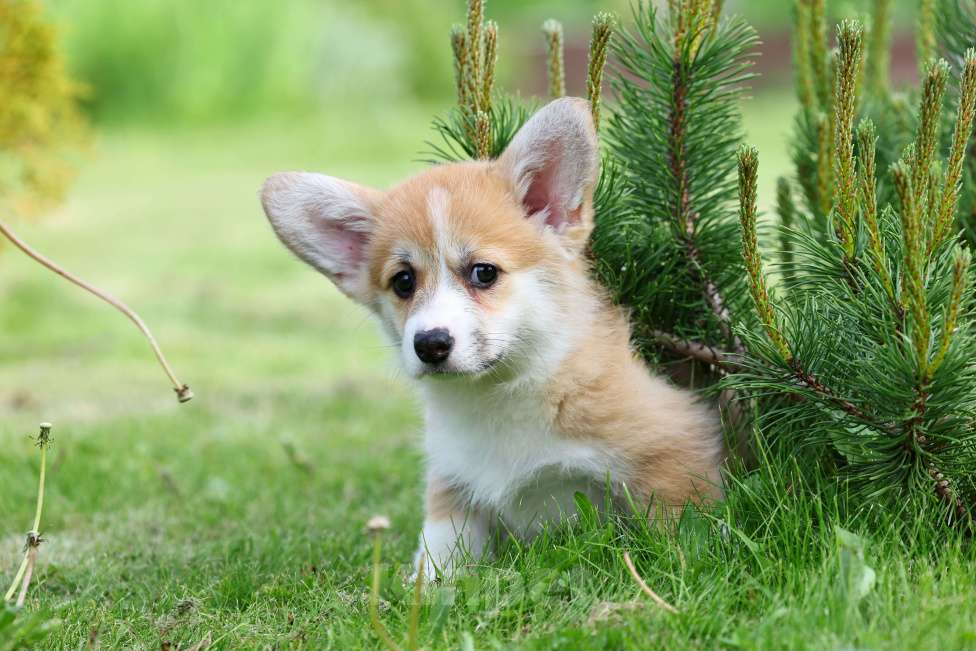 Собаки в Челябинске: Великолепные щенки вельш корги пемброк Девочка, 70 000 руб. - фото 7