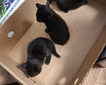Кошки в Тольятти: Котята в добрые руки Девочка, Бесплатно - фото 2