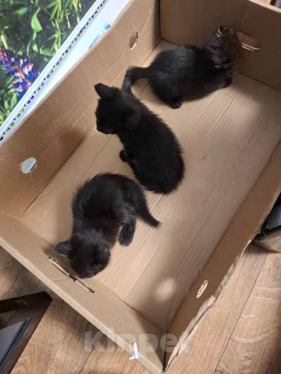 Кошки в Тольятти: Котята в добрые руки Девочка, Бесплатно - фото 2