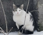 Кошки в Санкт-Петербурге: Котик Изумруд  1 день на поиск дома Мальчик, Бесплатно - фото 2