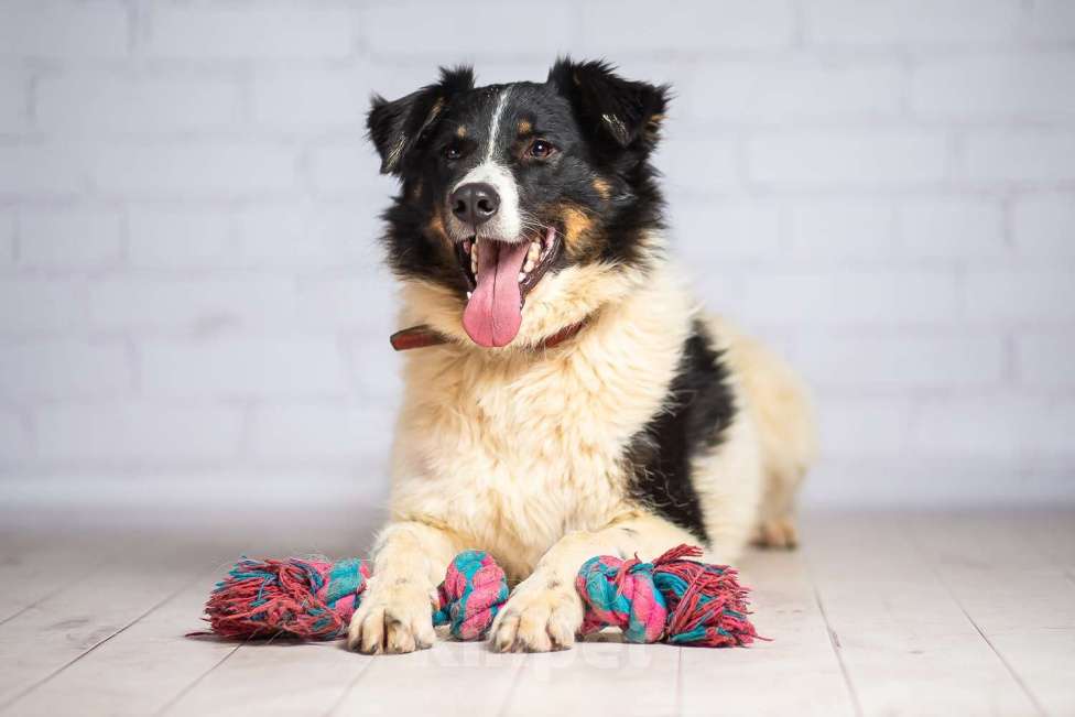 Собаки в Москве: Тайсон — красивый и добрый, но Бездомный Мальчик, 1 руб. - фото 5