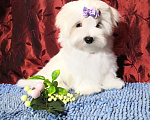 Собаки в Санкт-Петербурге: щенки мальтезе Мальчик, 60 000 руб. - фото 1