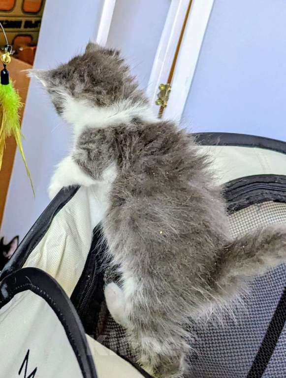 Кошки в Москве: Котенок мальчик Мальчик, Бесплатно - фото 2