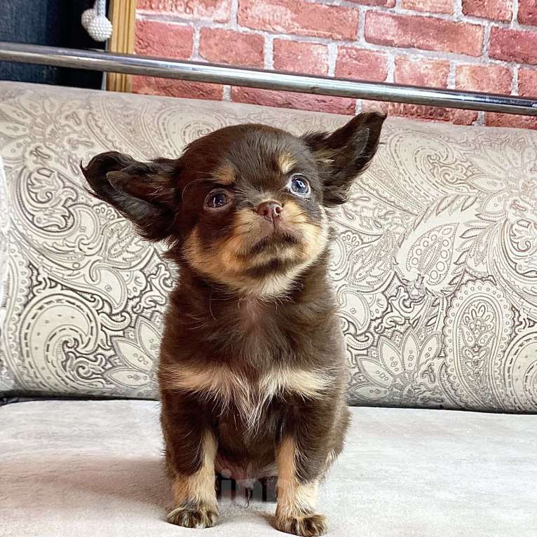 Собаки в Москве: Щенки чихуахуа Мальчик, Бесплатно - фото 3