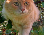 Кошки в Балашихе: Потерялся кот! Мальчик, 1 000 руб. - фото 1