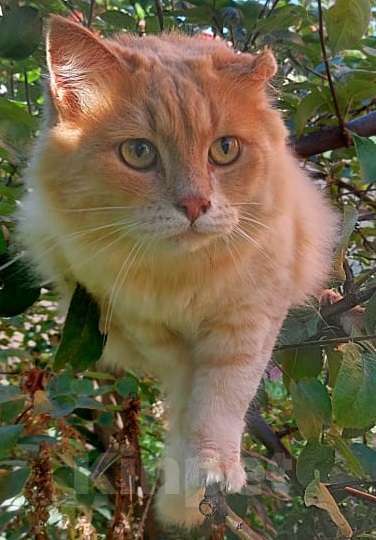 Кошки в Балашихе: Потерялся кот! Мальчик, 1 000 руб. - фото 1