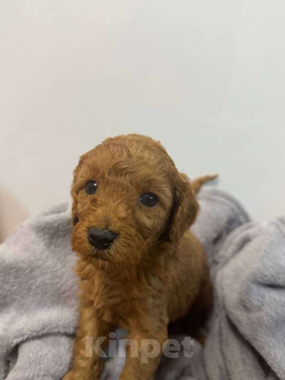 Собаки в Балашихе: Малый пудель, мальчики и одна девочка,д.р.27.12.2025г Мальчик, 50 000 руб. - фото 1