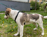 Собаки в Ивантеевке: Щенок ищет дом и своего человека Мальчик, Бесплатно - фото 7