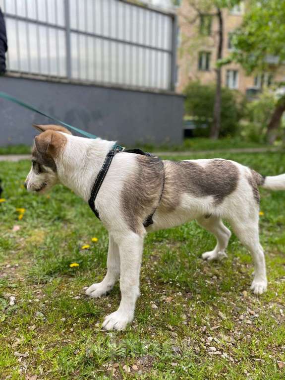 Собаки в Ивантеевке: Щенок ищет дом и своего человека Мальчик, Бесплатно - фото 7