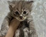 Кошки в Волжском: Недорого Продам нежного, ласкового котенка в добрые руки Девочка, Бесплатно - фото 3