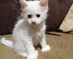 Кошки в Москве: Белый мальчик полидакт жёлтые глаза Мальчик, 40 000 руб. - фото 3