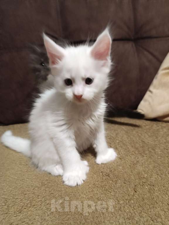 Кошки в Москве: Белый мальчик полидакт жёлтые глаза Мальчик, 40 000 руб. - фото 3