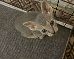 Кошки в Москве: Котята канадского сфинка Девочка, 16 000 руб. - фото 2