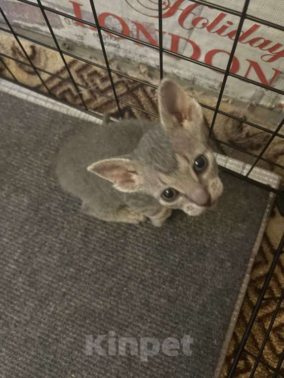 Кошки в Москве: Котята канадского сфинка Девочка, 16 000 руб. - фото 2