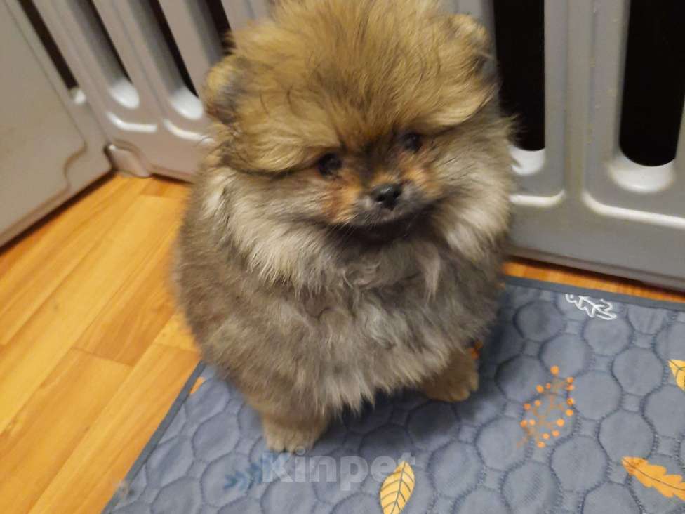 Собаки в Перми: Шпиц Мальчик, 25 000 руб. - фото 1