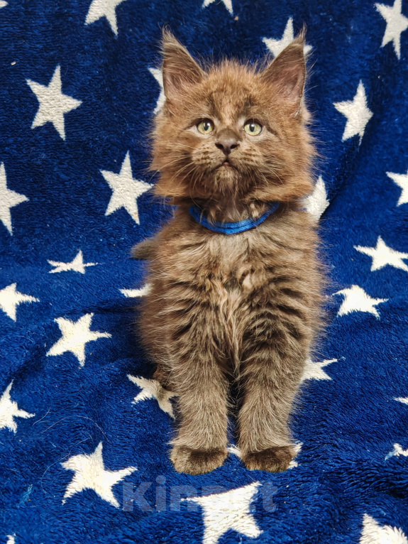 Кошки в Москве: Шикарный малыш мейн-кун Мальчик, 35 000 руб. - фото 2