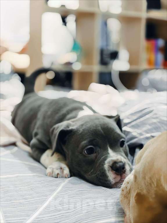 Собаки в Нижнем Новгороде: Щенок Американский Булли  Девочка, 80 000 руб. - фото 4