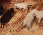 Кошки в Нерюнгри: Котята 1 месяц ищут хозяина Девочка, 1 руб. - фото 2