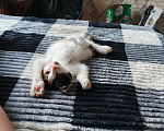 Кошки в Куйбышеве: Отдам котёнка в добрые руки Девочка, Бесплатно - фото 3