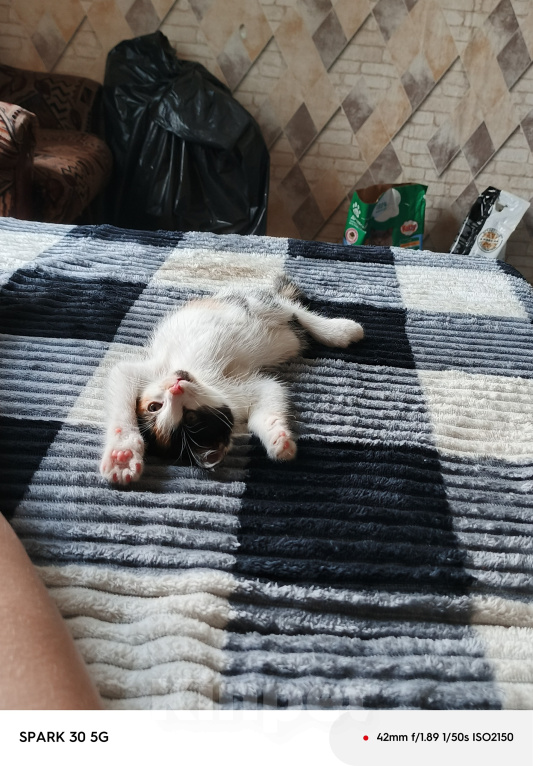 Кошки в Куйбышеве: Отдам котёнка в добрые руки Девочка, Бесплатно - фото 3