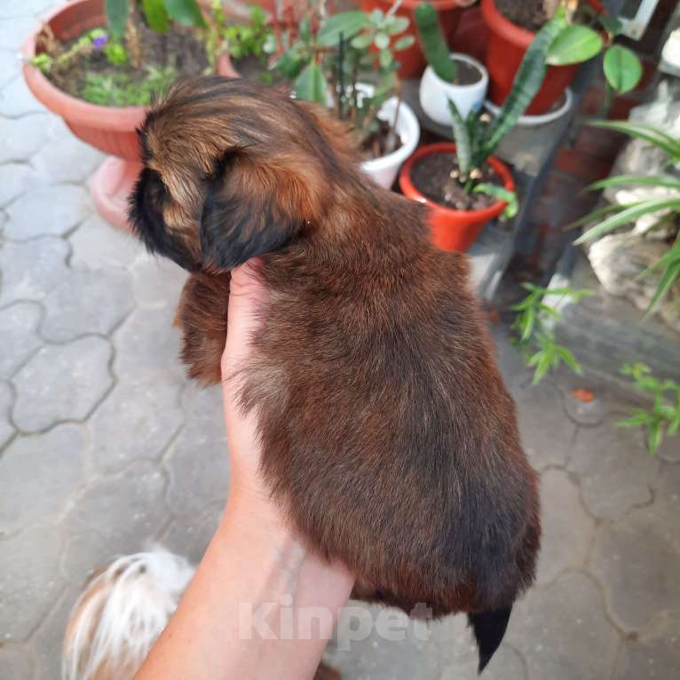 Собаки в Москве: Щенки ши-тцу девочки Девочка, 50 000 руб. - фото 2