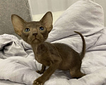 Кошки в Краснодаре: Ориентальный котенок Девочка, Бесплатно - фото 4