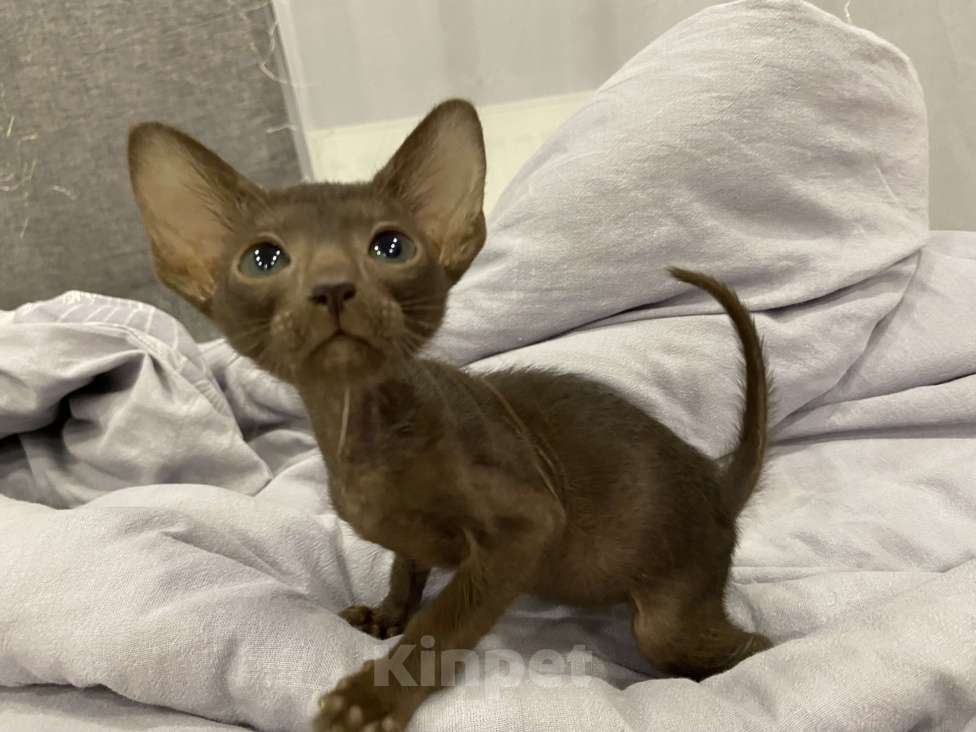 Кошки в Краснодаре: Ориентальный котенок Девочка, Бесплатно - фото 4