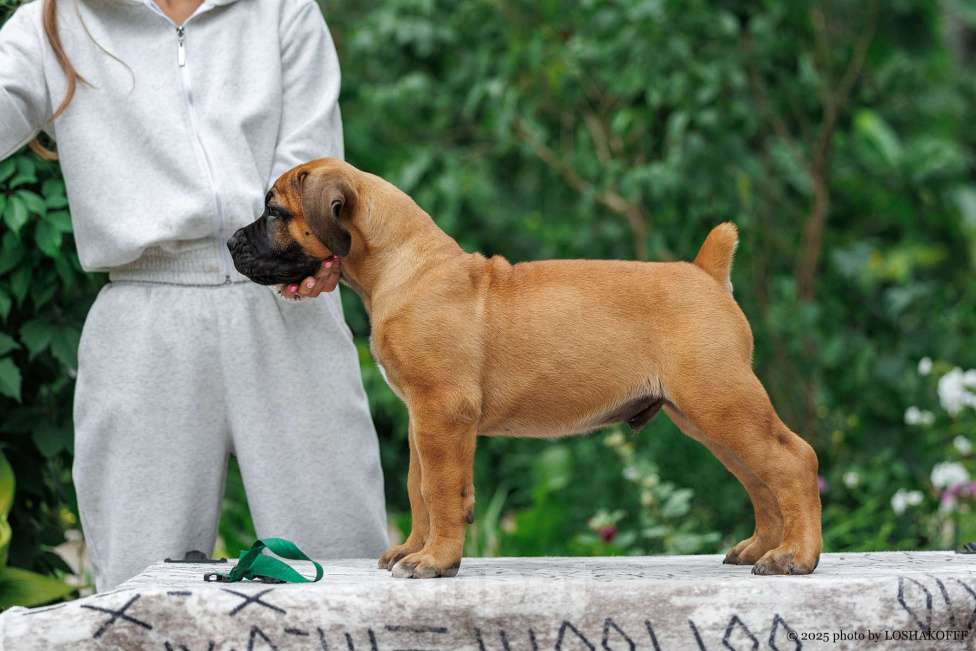 Собаки в Туле: Южноафриканский бурбуль Мальчик, Бесплатно - фото 3