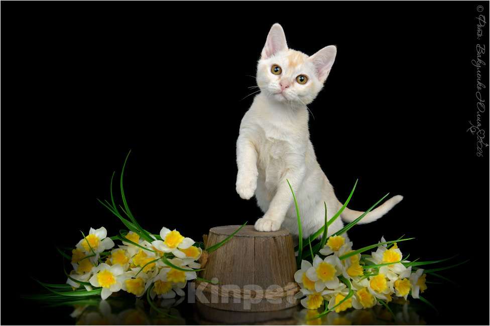 Кошки в Ростове-на-Дону: Котенок европейской Бурмы Мальчик, 65 000 руб. - фото 3