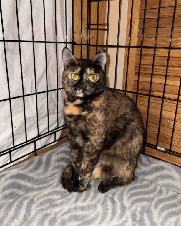 Кошки в Москве: Юленьку с котятами пытались отравить 💔 Котята поглибли, а Юленька срочно ищет дом Девочка, Бесплатно - фото 2