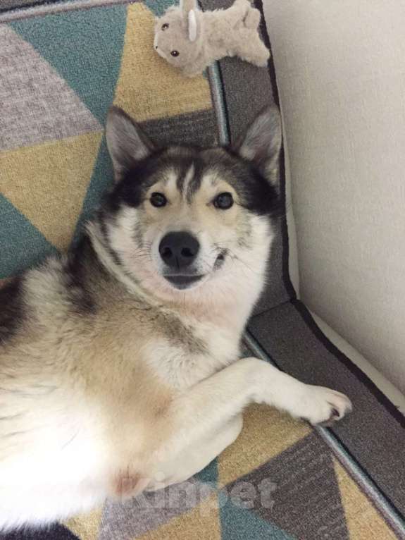 Собаки в Санкт-Петербурге: Западносибирская лайка, взрослая собака - Бесплатно  Мальчик, Бесплатно - фото 4