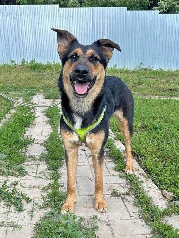 Собаки в Москве: Чудесная ласковая молодая собачка Клепа ищет дом Девочка, Бесплатно - фото 6