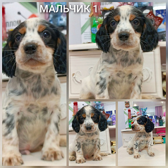 Русский охотничий спаниель мальчик