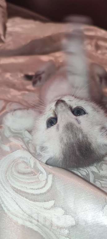 Кошки в других городах Московской области: Серебристая шиншилла скоттиш-страйт мальчик 2 Мальчик, 15 000 руб. - фото 3