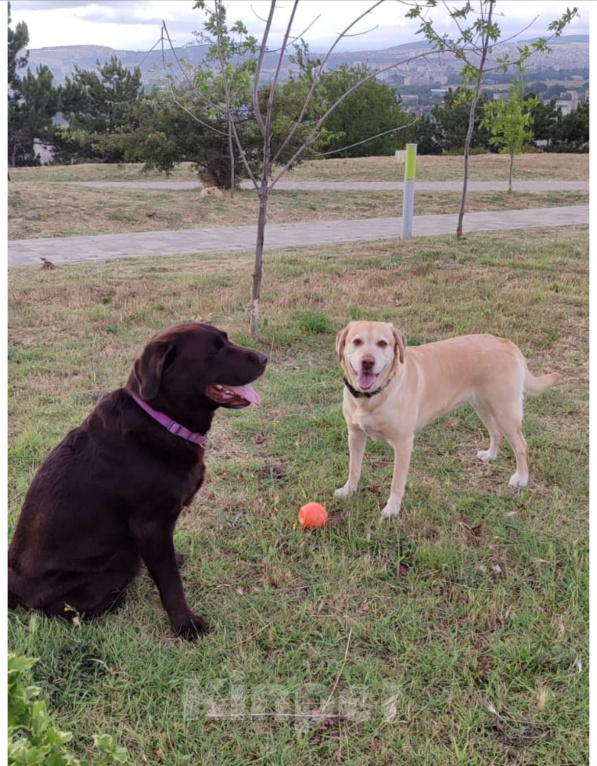 Собаки в Симферополе: Лапка2 Девочка, 25 000 руб. - фото 3