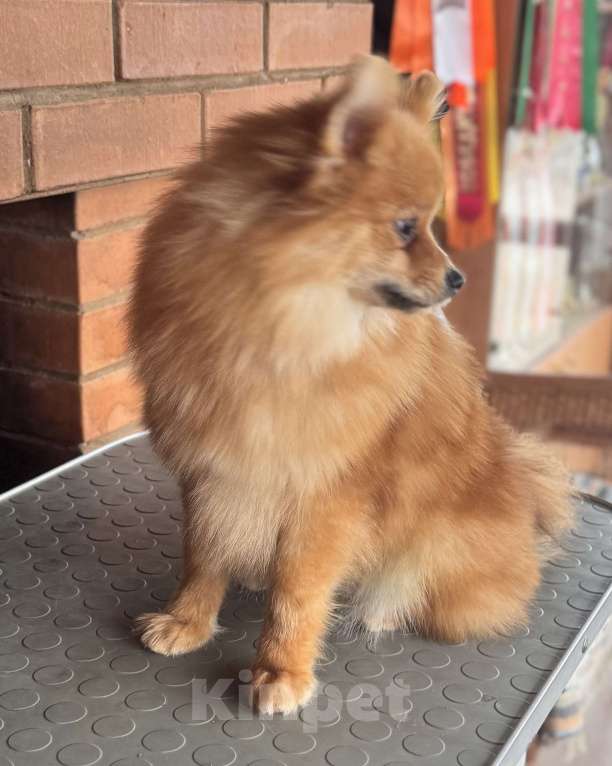 Собаки в Пушкино: Малый шпиц Мальчик, 5 000 руб. - фото 2