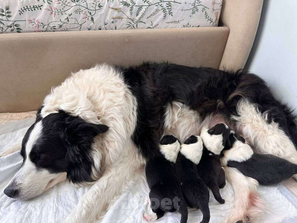 Собаки в Москве: Самая ласковая и нежная девочка бордер-колли Девочка, Бесплатно - фото 7